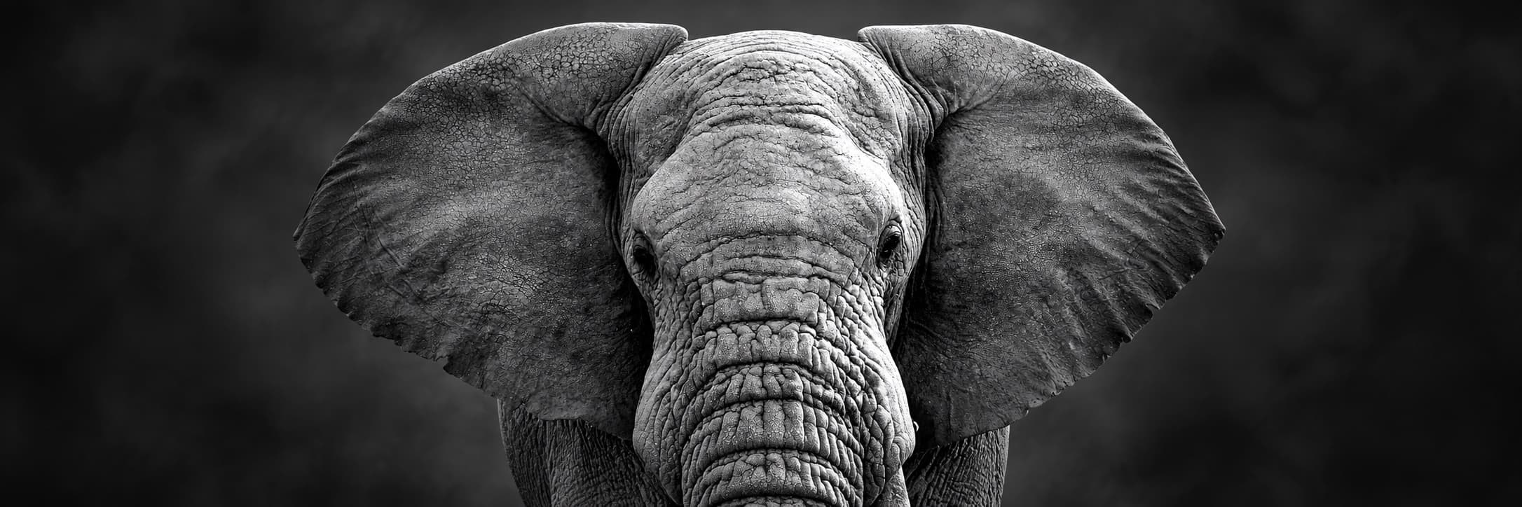 Front-facing elephant with both ears visible
